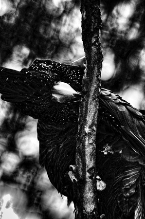 black&white bird.jpg